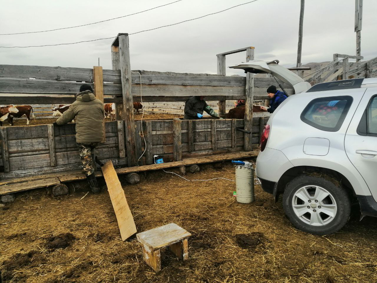 Искусственное осеменение в Р. Хакасия