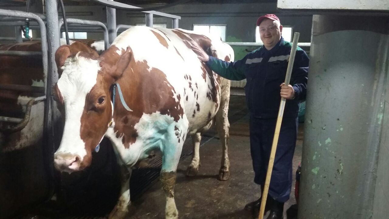 Регулярная оценка типа телосложения коров-первотелок