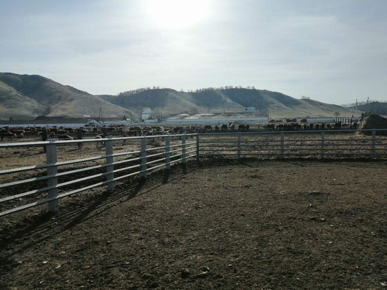 Плановое осеменение в ООО "Сонское" Ширинского района