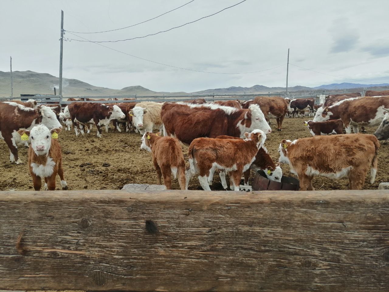 Миниатюра 2