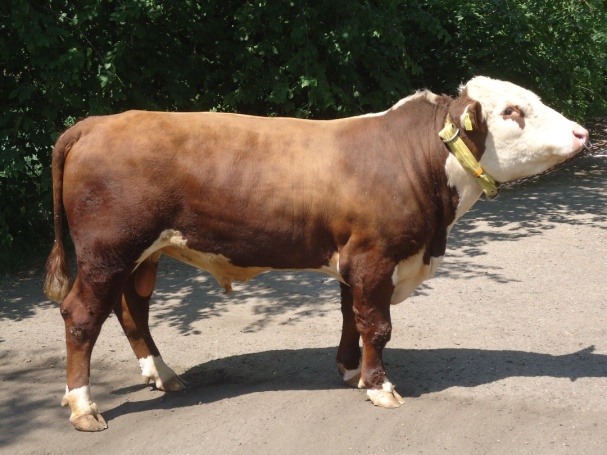 ТАЛИСМАН 2381 АЛВ-239