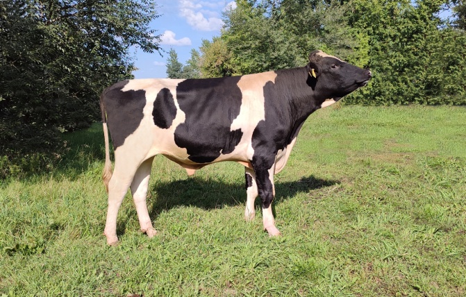 САНДАЛ 87800 ET