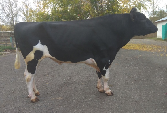 РУЛГРОК-Н 9945 ET ГГФ-65