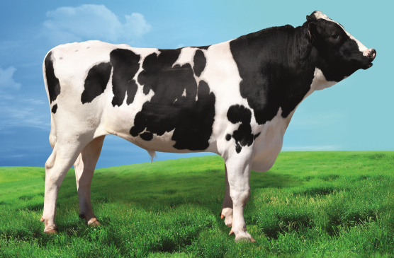 ИРИС 94605064 ЕТ