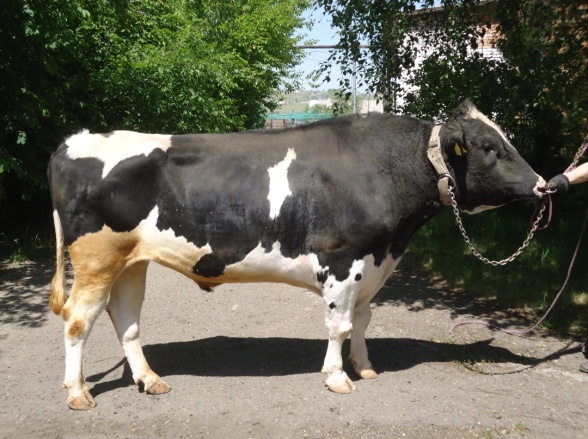 КАСКАД 1032 ET КСГФ-216