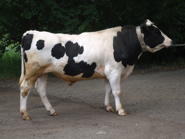 АТЛАНТ 2609 ET КСГФ-221