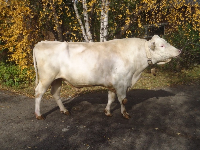 МОТИВ 536969996 ET НСГФ-12