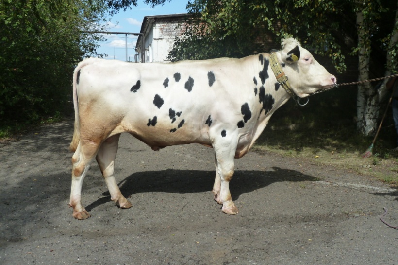 СНЕГ 1266 КСГФ-226