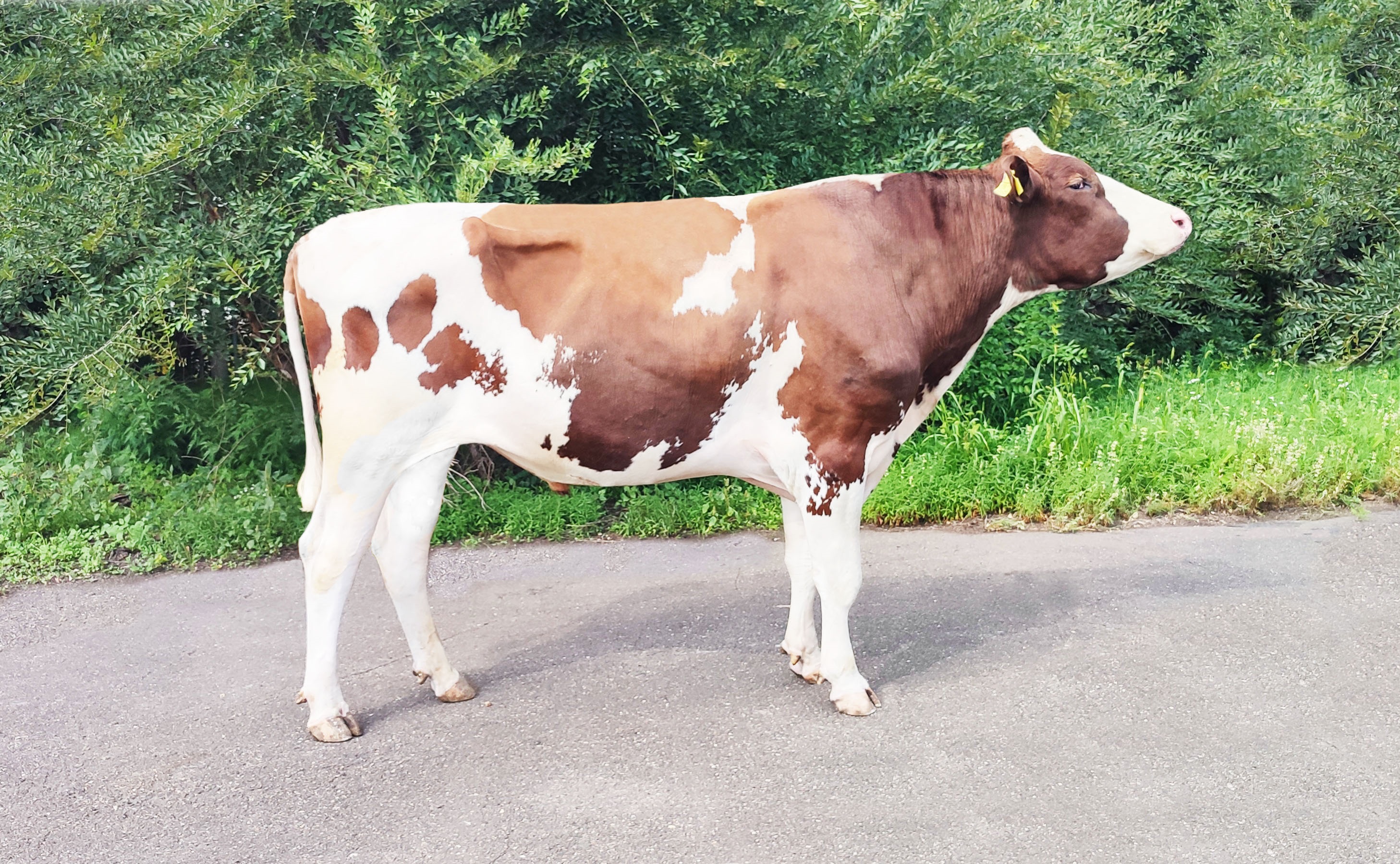 КРЮГЕР РЕД 8726 ЕТ