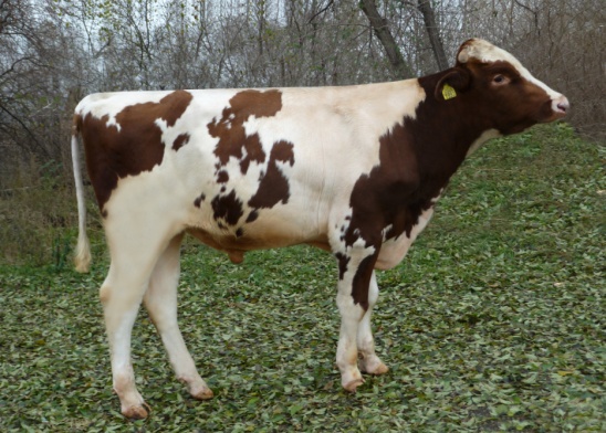 ФЛИНСТОН 1993 ET