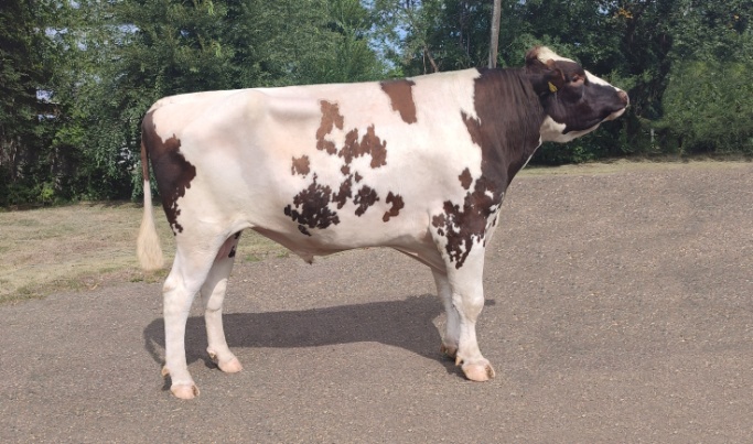 СТИНГЕР 61306 ET