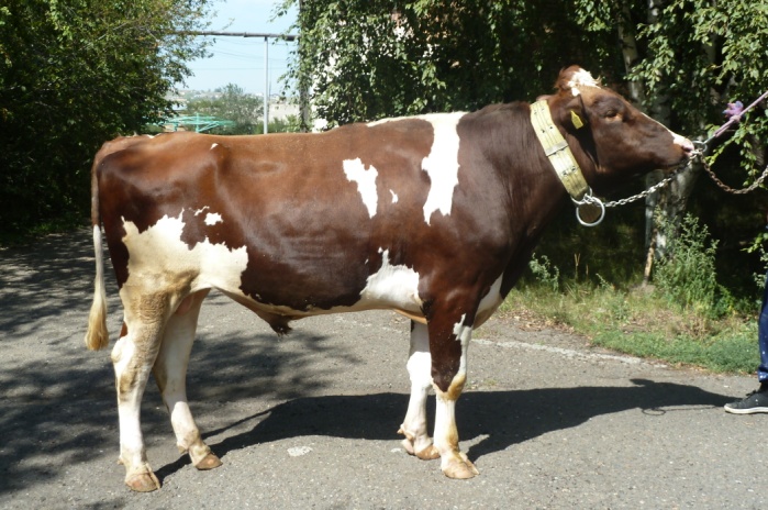 КЛАН 4194 ET КСГФ-246