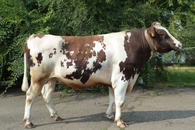 ПАКСТОН 2241 ET КСГФ-250