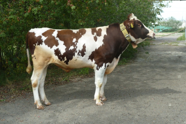 БАЙК 1798 ET КСГФ-230