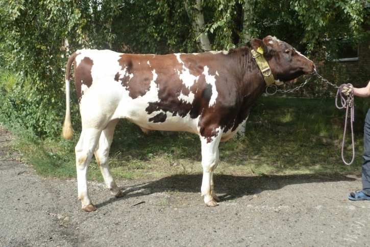 ДЭККЕР 6672 ET КСГФ-233