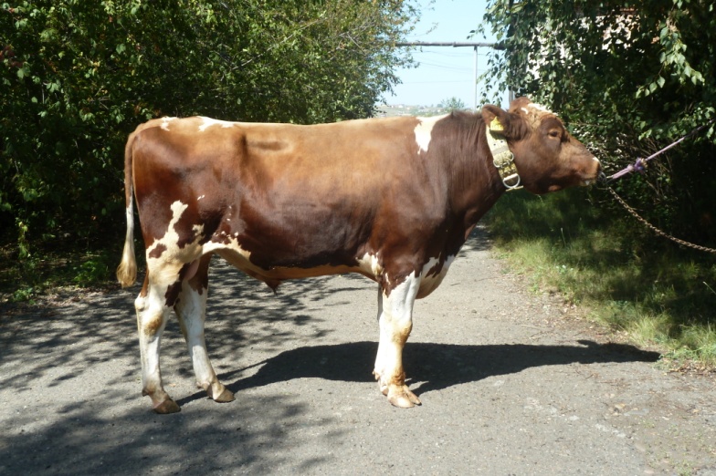 ДЖОТАН 1531 ET КСГФ-244