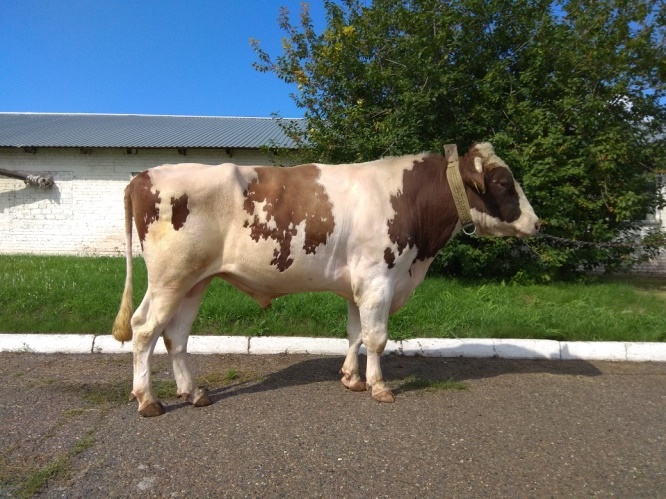 ЛУГАНО 241811 ЕТ КСГФ-284