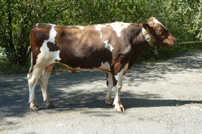 МЭДМЕН 4719 ET КСГФ-234