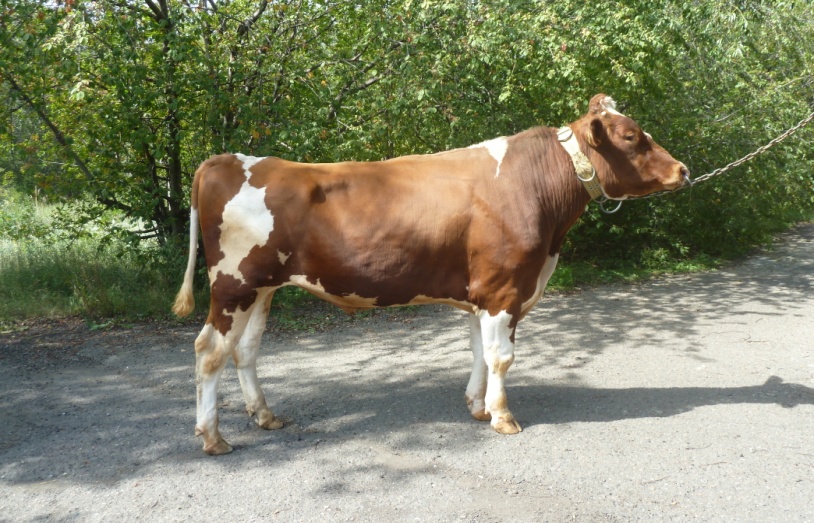 БАУ 6673 ET КСГФ-229