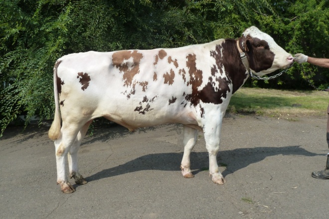 ГОЛДЕН 4717 ET КСГФ-262