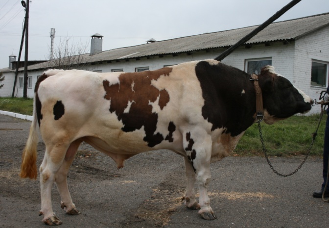 ДЮШЕС 3193 КСГФ-189