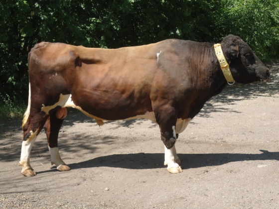 АРСЕНАЛ 8492 КСГФ-210