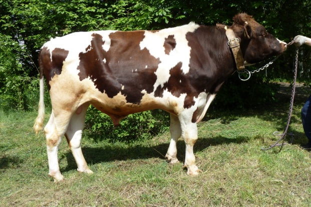 ПЕЙБЛ 30484 КСГФ-248