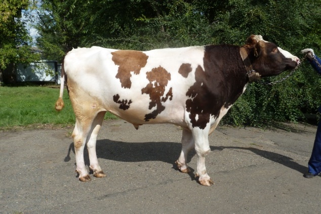 АМАДЕУС 27055 ET КСГФ-269