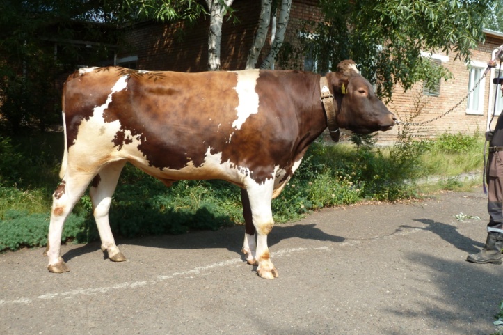 БАРНИ 39993 ET КСГФ-267