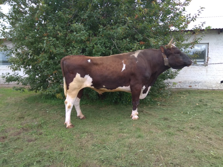 ТОРНАДО 27770 КСКП-193