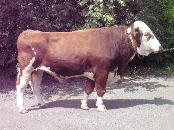 ХОРОВОД 11673 КСС-1588