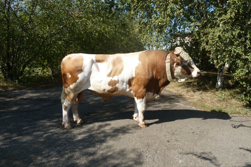 ХАРИТОН 29939 АЛС-2261