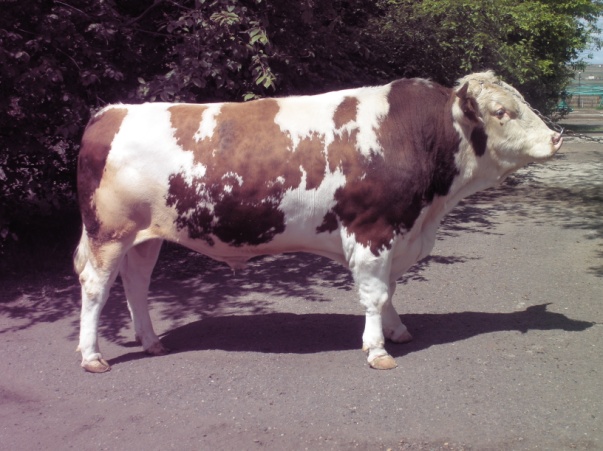 РОМАНС 11511 КСС-1587