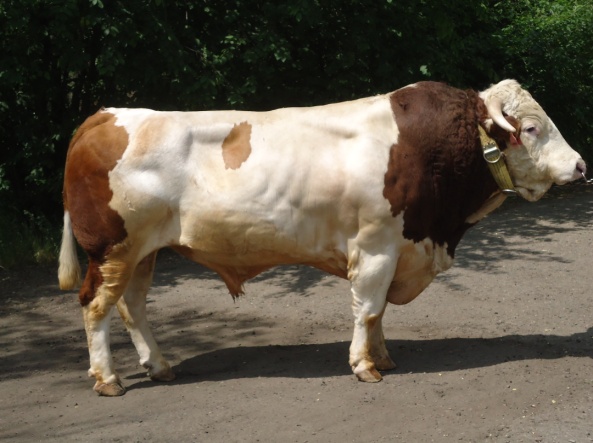 САПФИР 29673 АЛС-2257