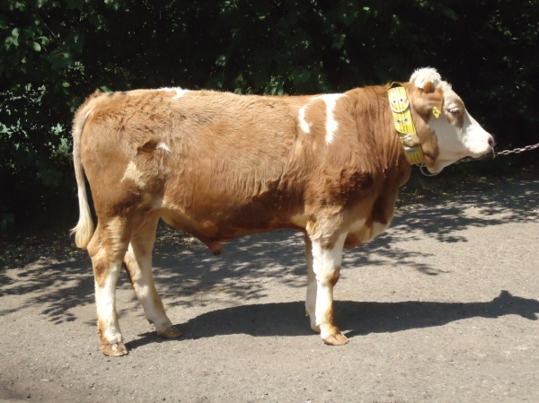 ВЕРМУТ 13624 КСС-1589