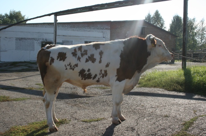 ДИРОЛ 19457 КСС-1585