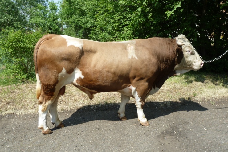 БЛЕСК 212 КСС-1596