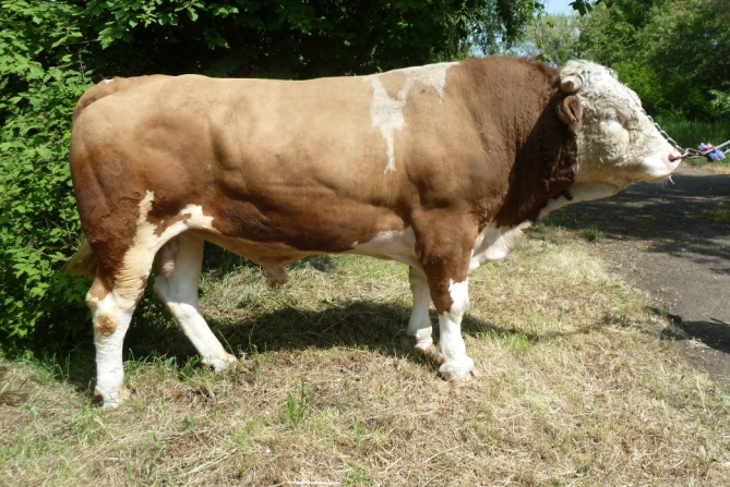 ВОСТОК 42503 КСС-1592