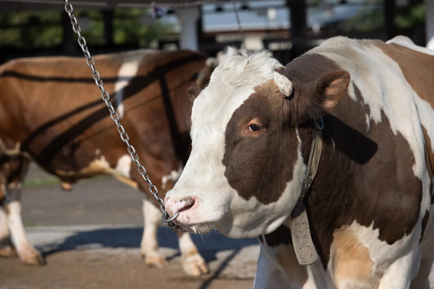 150+ быков-производителей 
